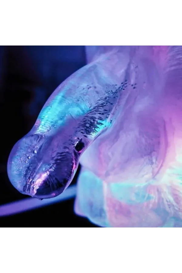 Huge Penis Ice Luge Mold von Play Wiv Me