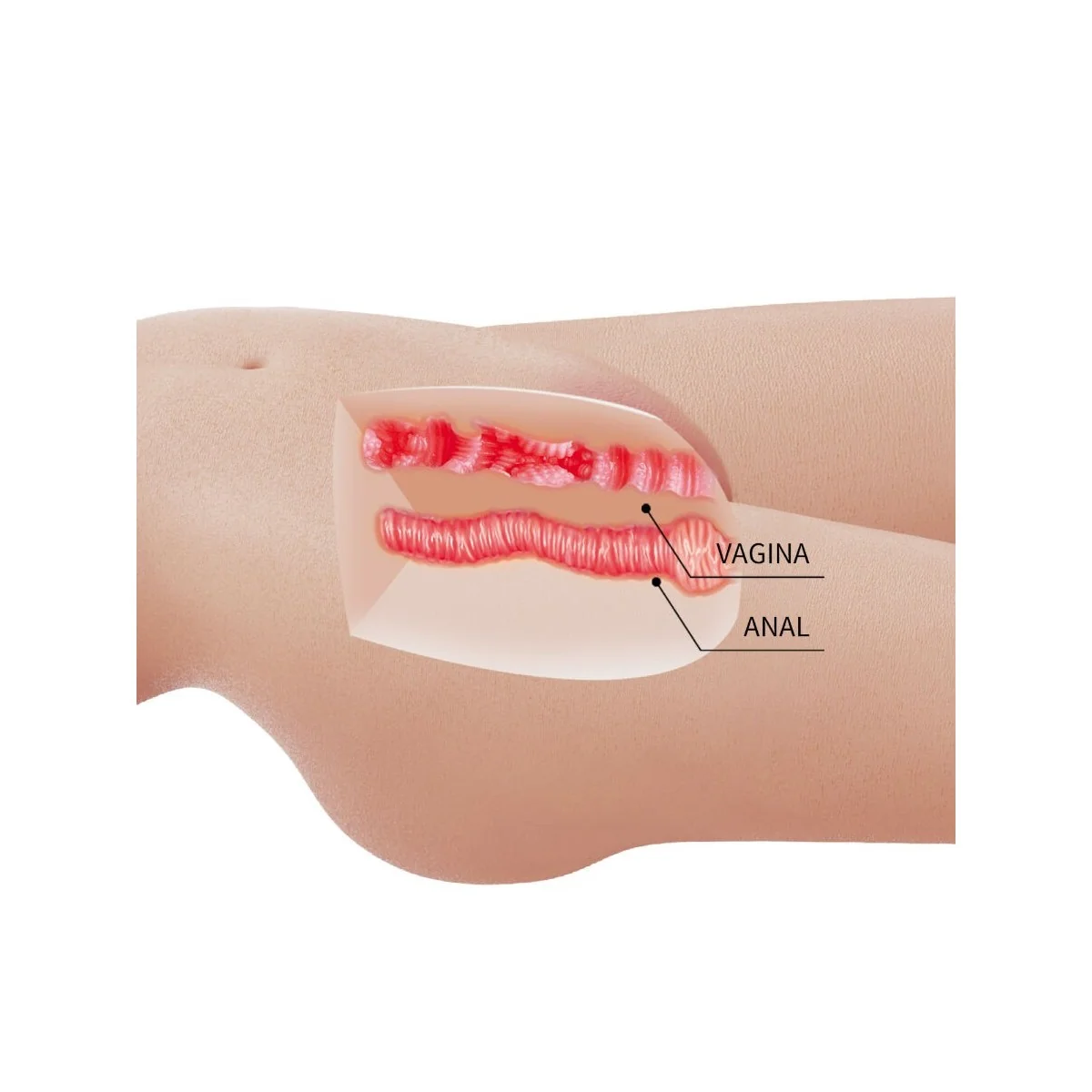 MIA REALISTISCHER WEIBLICHER TORSO VAGINA UND ANAL 8,5 KG VON CRAZY BULL